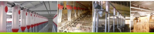 Automatic Pig Feeding System