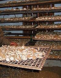 wine yeast
