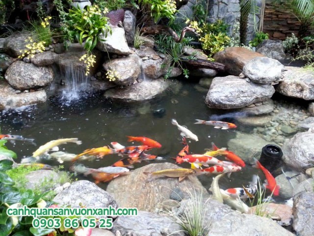 Koi fish pond design & construction