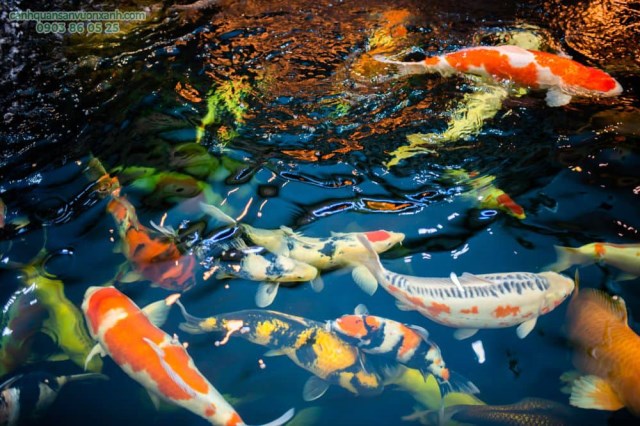 Koi fish pond design & construction
