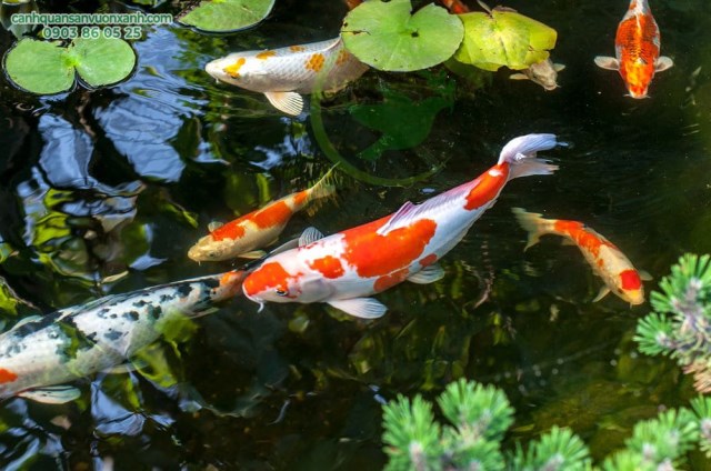 Koi fish pond design & construction