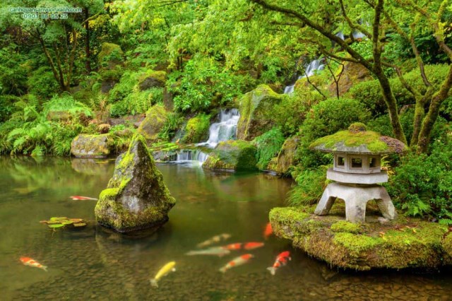 Koi fish pond design & construction