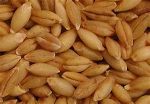 Animal feed ingredients
