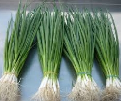 Green onion