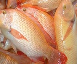 Red tilapia