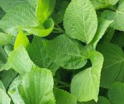 Sesame leaves