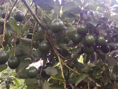 Booth 7 Avocado