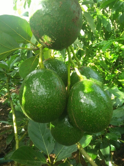 Booth 7 Avocado