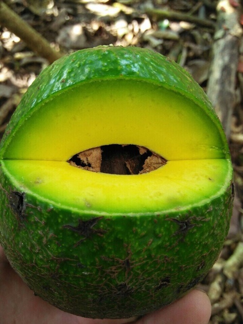 Booth 7 Avocado