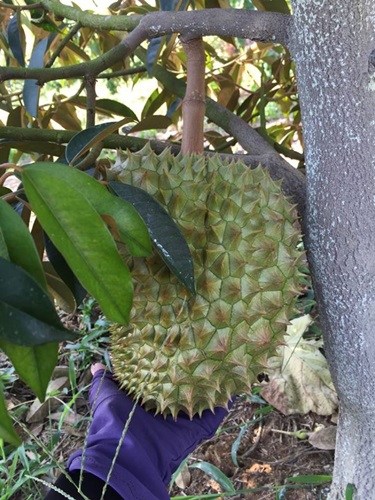 Ri 6 durian