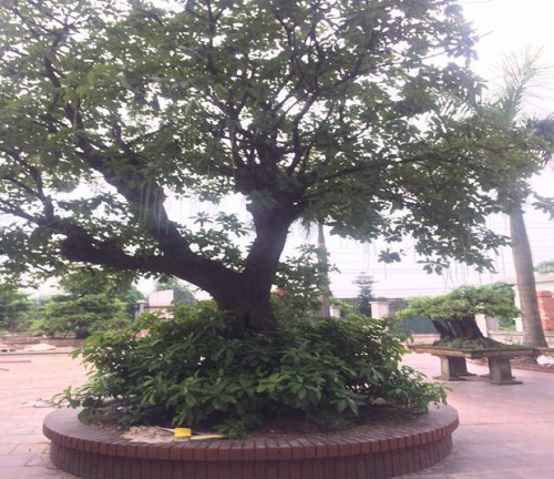 Campus