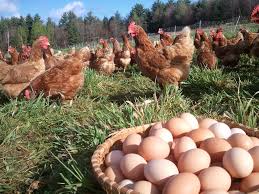 Farm chicken egg