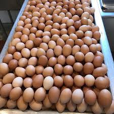 Fresh chicken egg