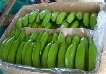 Fresh Fruit