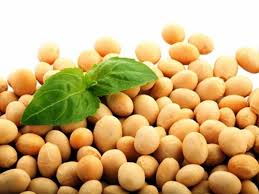 Soy beans