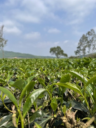 Green tea