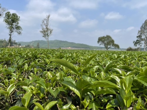 Green tea