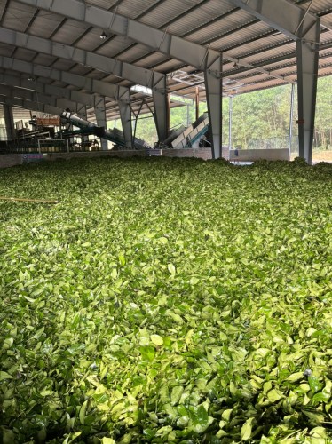 Green tea