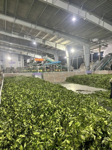 Green tea