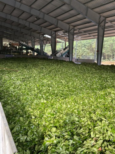 Green tea