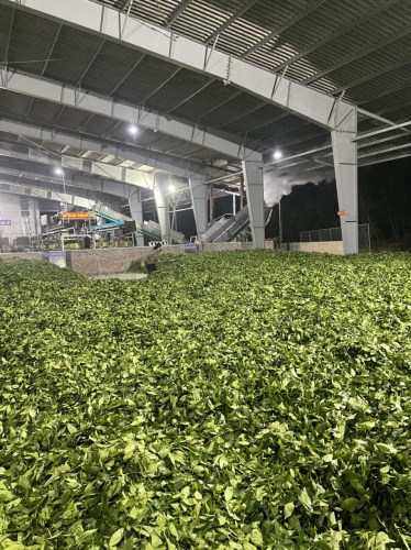 Green tea