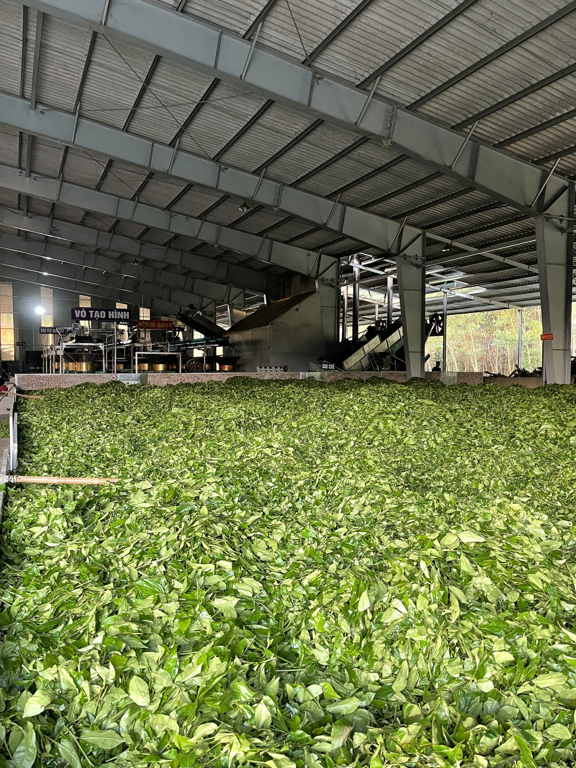 Green tea