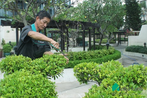 Tree Care Service For Hotel