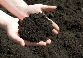 Peat