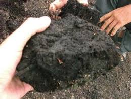 Peat
