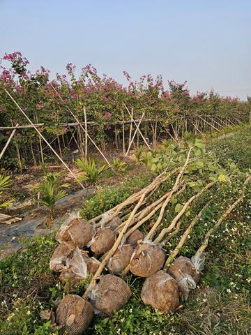Tree planting and care services