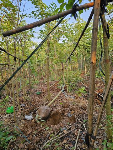 Tree planting and care services