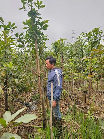 Tree planting and care services