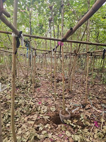 Tree planting and care services
