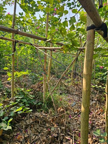 Tree planting and care services