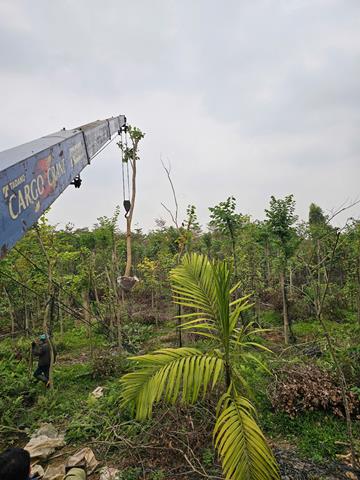 Tree planting and care services