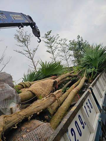 Tree planting and care services