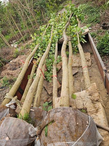 Tree planting and care services