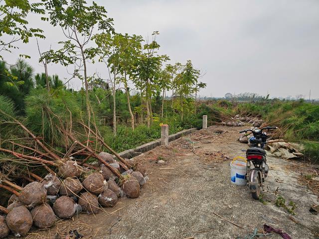 Tree planting and care services
