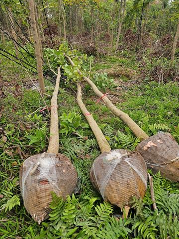 Tree planting and care services