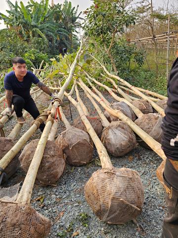 Tree planting and care services