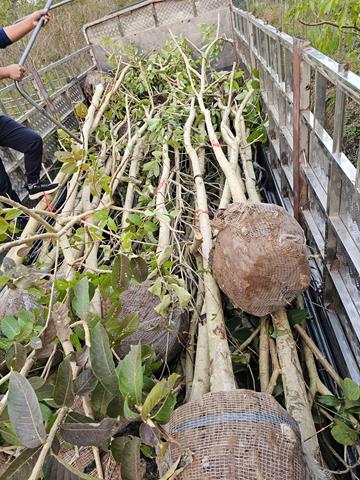 Tree planting and care services