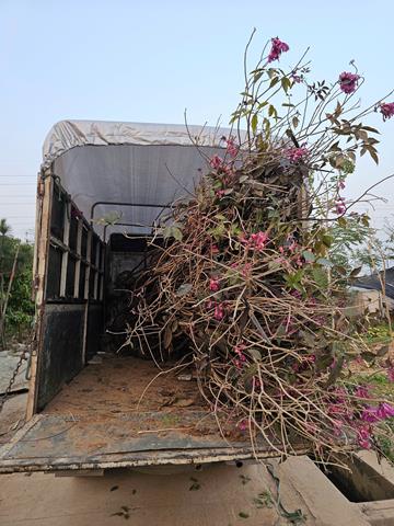 Tree planting and care services