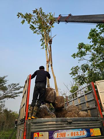 Tree planting and care services