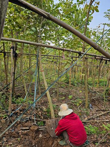 Tree planting and care services