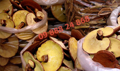 Red Lingzhi mushroom1