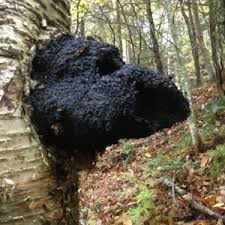 Russian Chaga mushroom