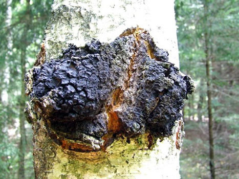 Russian Chaga mushroom