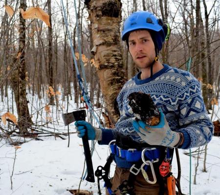Russian Chaga mushroom