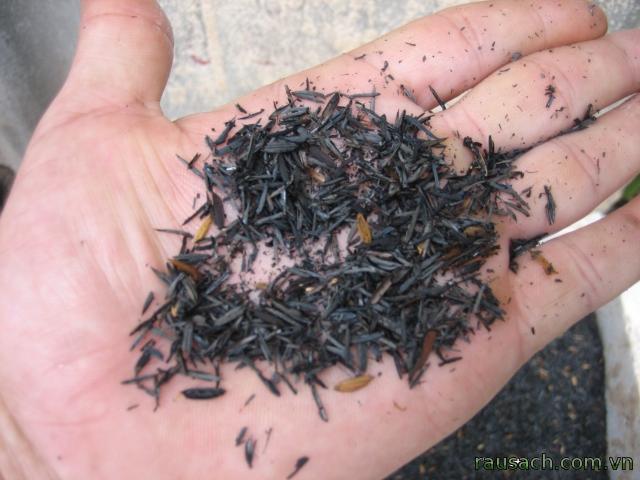 Burnt Rice Husk