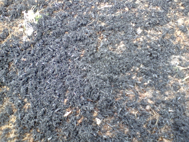 Burnt Rice Husk